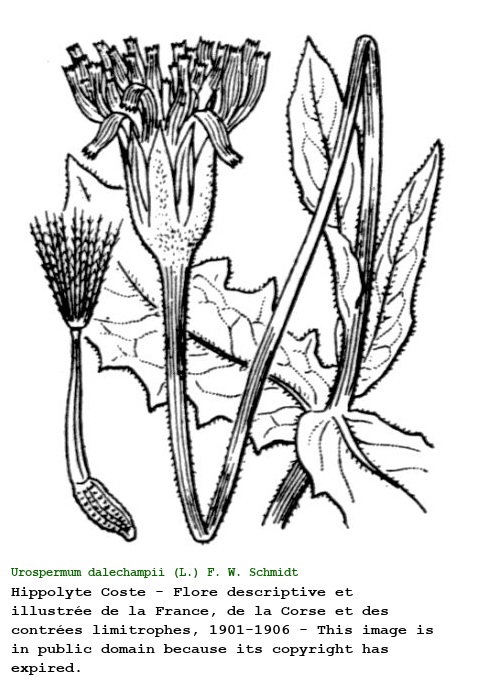 Urospermum dalechampii (L.) F. W. Schmidt